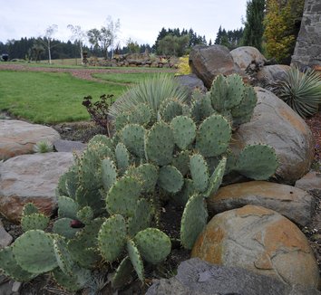 Photo of Opuntia cyclodes form by plant lust