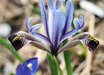 Iris zagrica