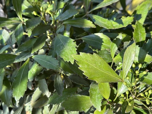 Photo of Pseudopanax lessonii 'Nigra' by 	Patricia Cunningham