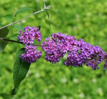 Photo of Buddleja davidii Petite Plum® flower by Maples N More Nursery