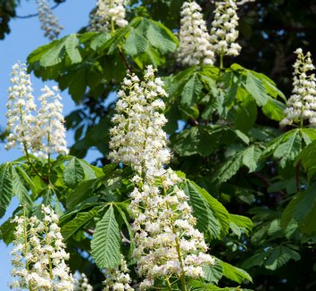 Aesculus from multiple nurseries on Plant Lust