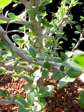 Fouquieria formosa plant lust