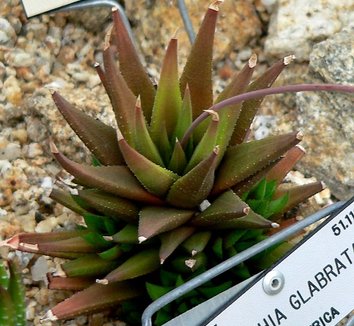 Photo of Haworthia glabrata by Stan Shebs