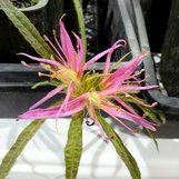 Spider Azalea Spider Azalea | Rhododendron macrosepalum 'Linearifolium ...