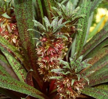 plants for sale: 425 plants | plant lust - seriously simple search ...