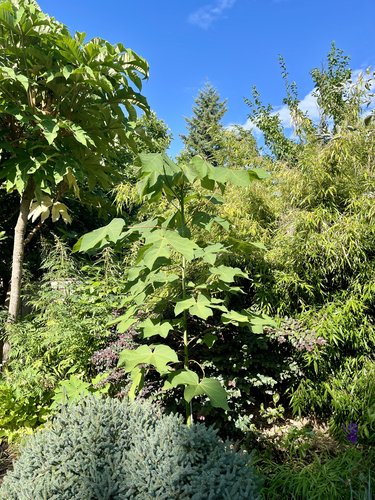 10 Graines Parasol Chinois (Firmiana Simplex) - Arbre Ornemental D'Asie à Croissance Rapide