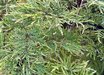 Sambucus racemosa Lemony Lace™ PP26613