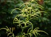 Aruncus