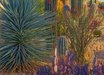 Fouquieria