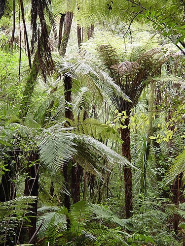 Cyathea dealbata | Ponga | Silver Tree Fern | plant lust