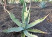 Agave