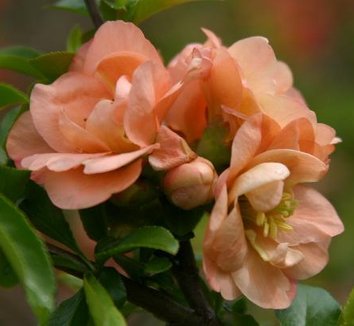 Photo of Chaenomeles x superba 'Cameo' flower by Hoot Owl Hollow Nursery