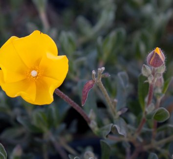 Photo of Halimium lasianthum 'Farrall' flower by Native Sons
