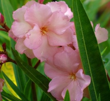 Photo of Nerium oleander 'Mrs. George Roeding' flower by Almost Eden