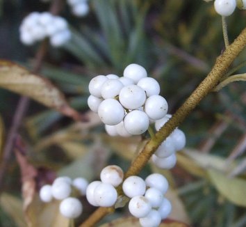 Photo of Callicarpa japonica 'Leucocarpa' fruit by Dancing Oaks Nursery