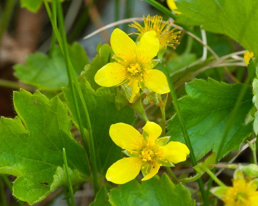 Photo of Waldsteinia fragarioides flower by Joshua Mayer