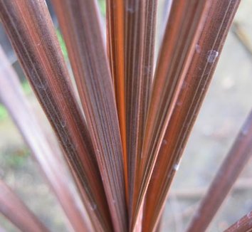 Photo of Cordyline australis 'Inner Glow' foliage by Cistus Nursery
