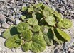 Anulocaulis