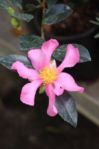Photo of Camellia sasanqua 'Hugh Evans' flower, foliage by Cistus Nursery