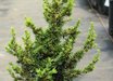 Cedrus