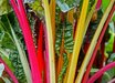 Annie's Medley Chard