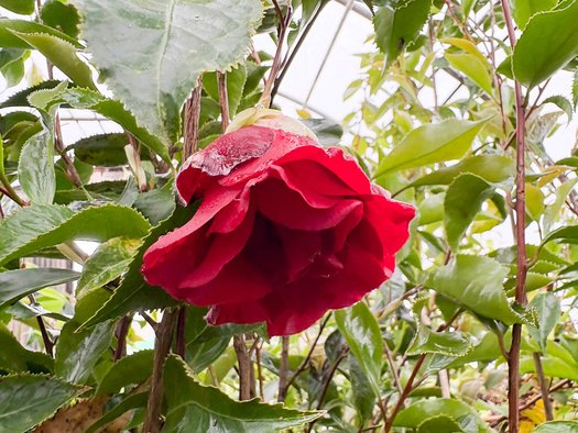 Photo of Camellia japonica 'Black Magic' flower by plant lust