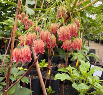 Photo of Enkianthus campanulatus 'Red Velvet' flower by plant lust