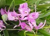xBrassocattleya