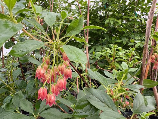 Photo of Enkianthus campanulatus 'Red Velvet' flower by plant lust
