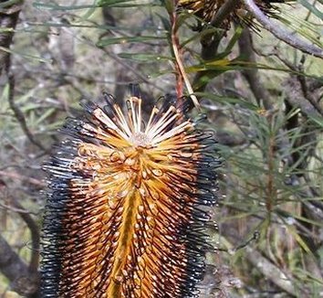 Photo of Banksia spinulosa var. cunninghamii flower by Lyrebird Dell Walk
