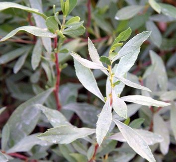 Photo of Prunus fasciculata foliage by Conifer Kingdom