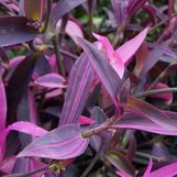 Tradescantia pallida 'Tricolor' | Setcreasea pallida 'Variegata ...