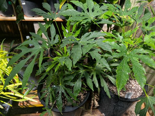 Photo of Fatsia polycarpa foliage by plant lust