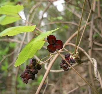 Photo of Akebia trifoliata flower, foliage by Kenpei