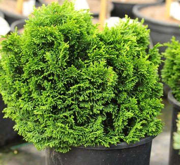 Photo of Chamaecyparis obtusa 'Stoneham' by Conifer Kingdom