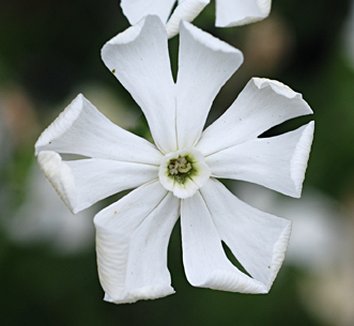 Photo of Silene undulata flower by Annie's Annuals & Perennials