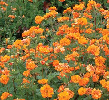 Photo of Geum 'Fire Storm' flower by Terra Nova Nurseries, Inc.