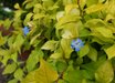 Ceratostigma