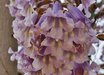 Paulownia