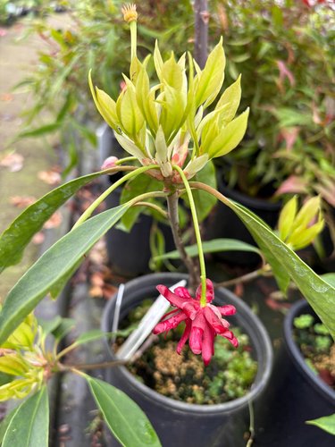 Photo of Illicium floridanum flower by plant lust