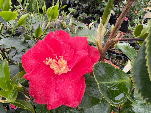 Photo of Camellia 'Holly Bright' flower by plant lust
