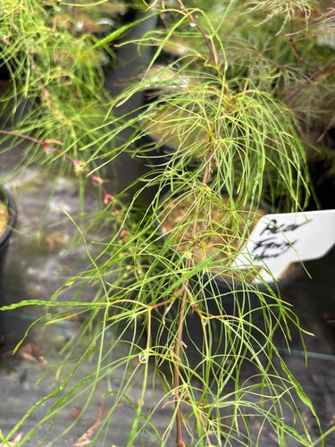 Photo of Acer palmatum 'Fairy Hair' foliage by plant lust