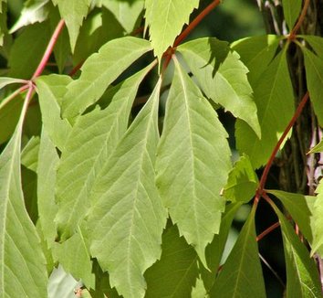 Photo of Parthenocissus quinquefolia var. engelmannii foliage by Stan Shebs