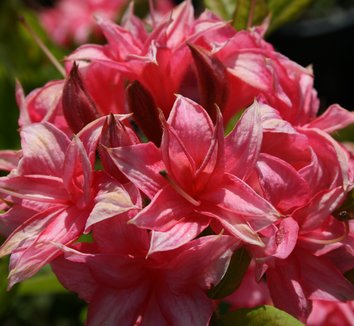 Photo of Arneson Fairy Jewel Azalea flower by Briggs Plant Propagators