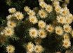 Phylica