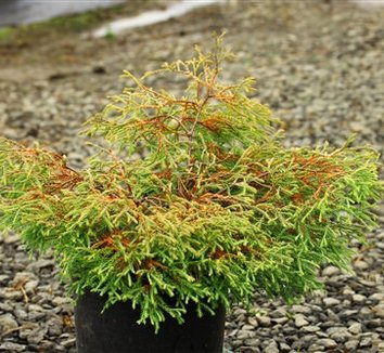 Thuja from multiple nurseries on Plant Lust