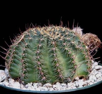 Photo of Lobivia densispina foliage by Kara Nursery