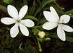 Freesia