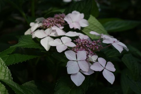 Hydrangea マグノリア　raw Hydrangea macrophylla Princess Lace® PP18341 | Hydrangea