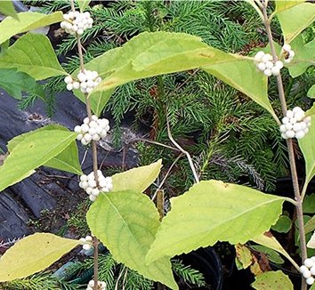 Porphyra from multiple nurseries on Plant Lust